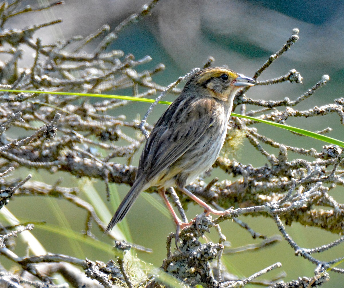 Nelson's Sparrow (Atlantic Coast) - ML597225321