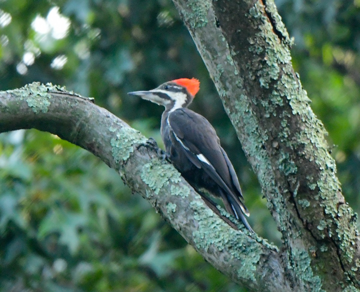 Pileated Woodpecker - ML597227691