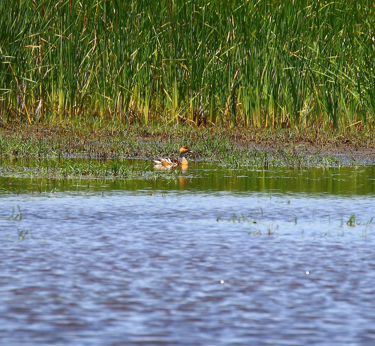 Fulvous Whistling-Duck - ML59722971