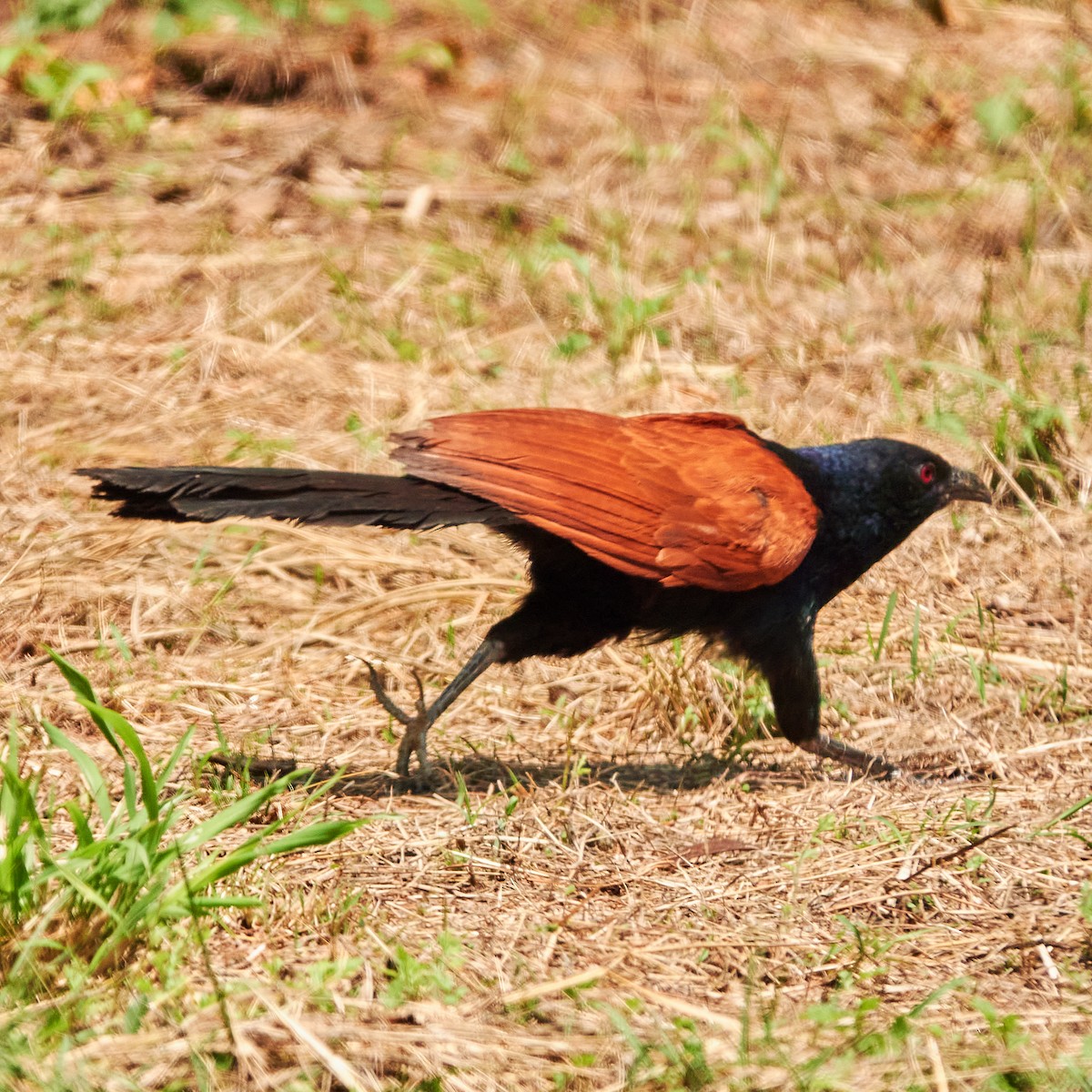 Greater Coucal - Wendy Chao