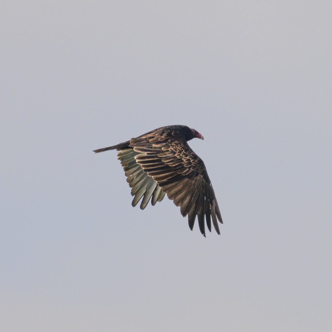 Turkey Vulture - Mike Gifford