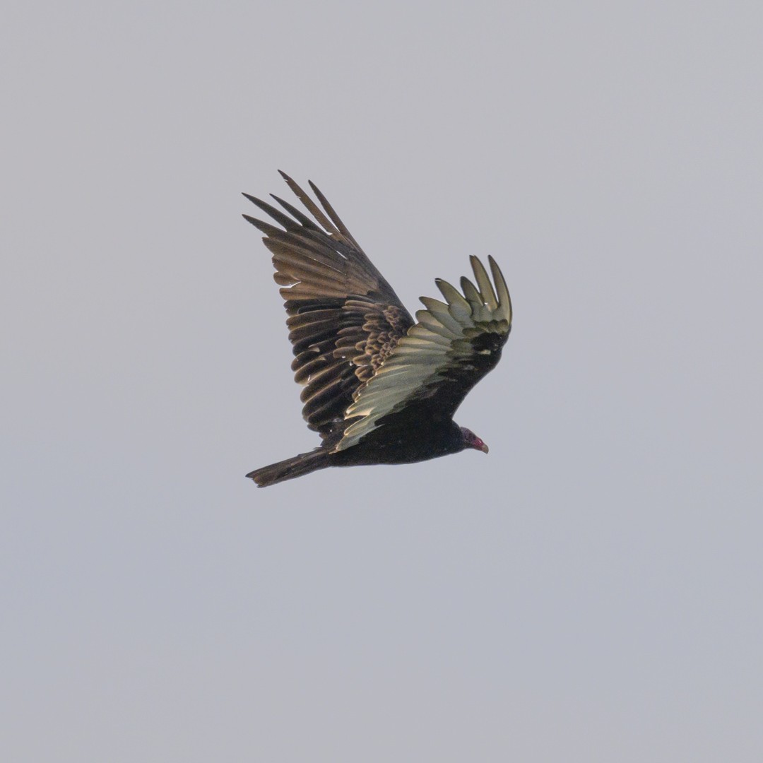Turkey Vulture - ML597236021