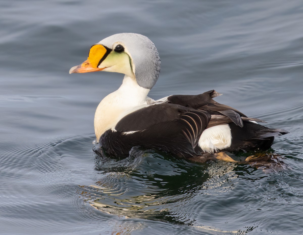 King Eider - ML597241921