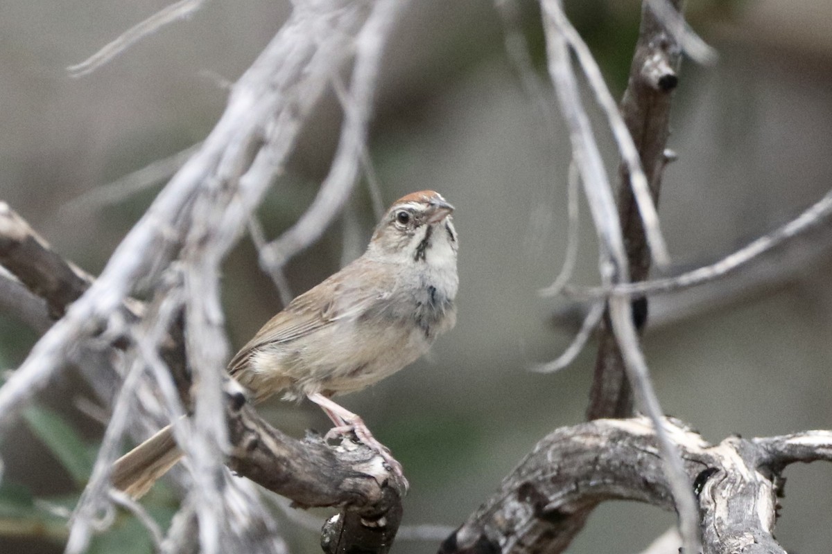 Rufous-crowned Sparrow - ML597243951