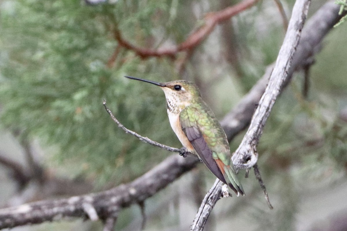 Broad-tailed Hummingbird - ML597244021