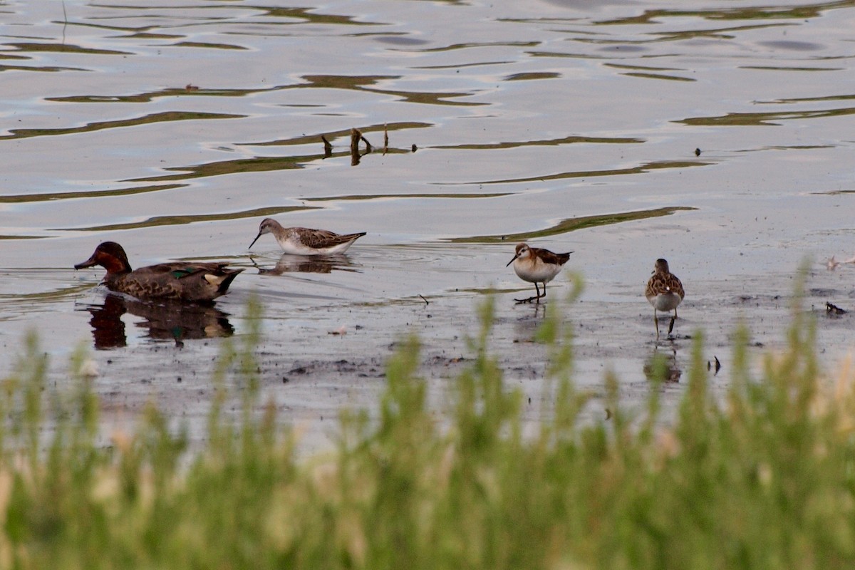 Green-winged Teal - ML597247671