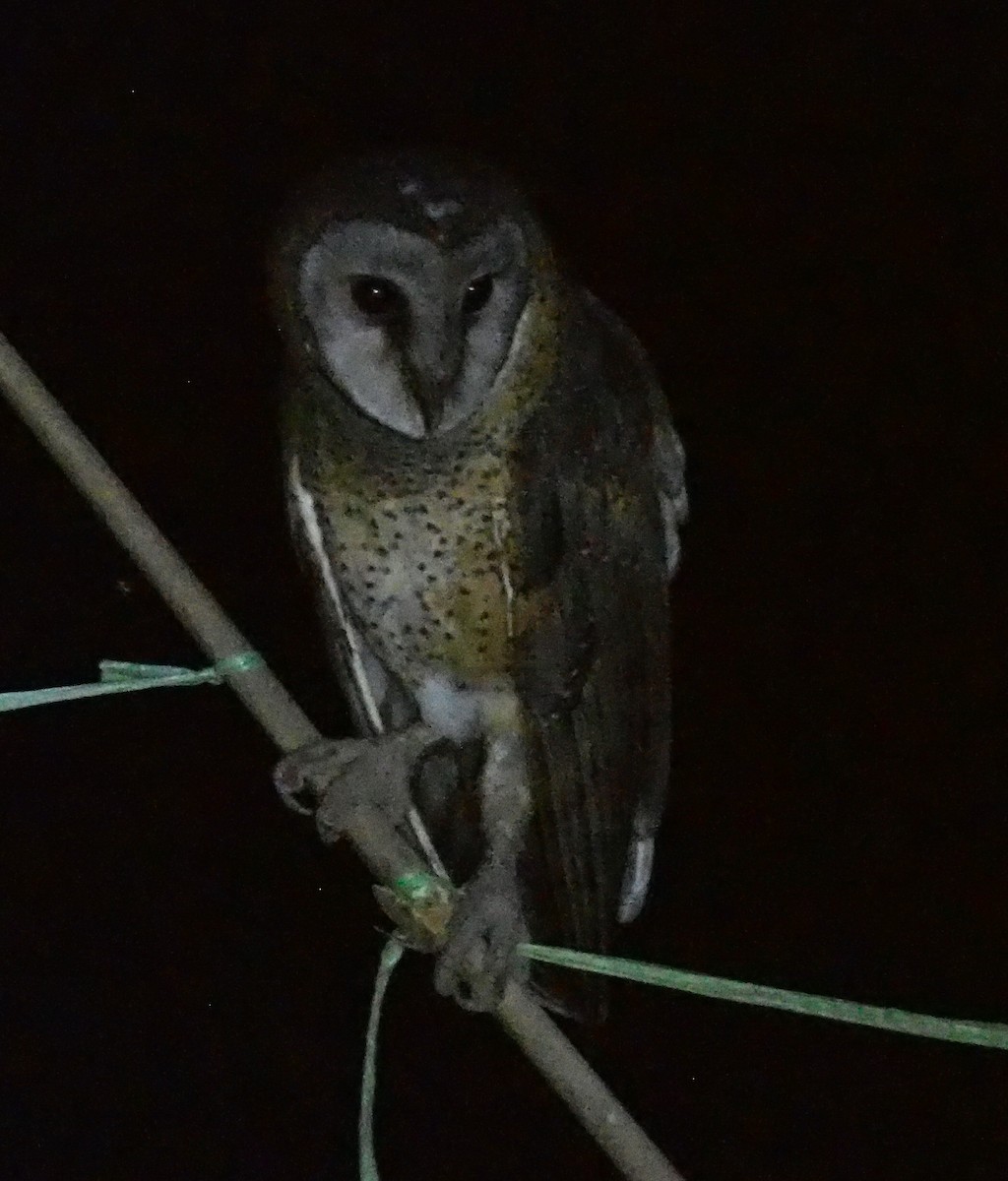 Sulawesi Masked-Owl - Nigel  Milius