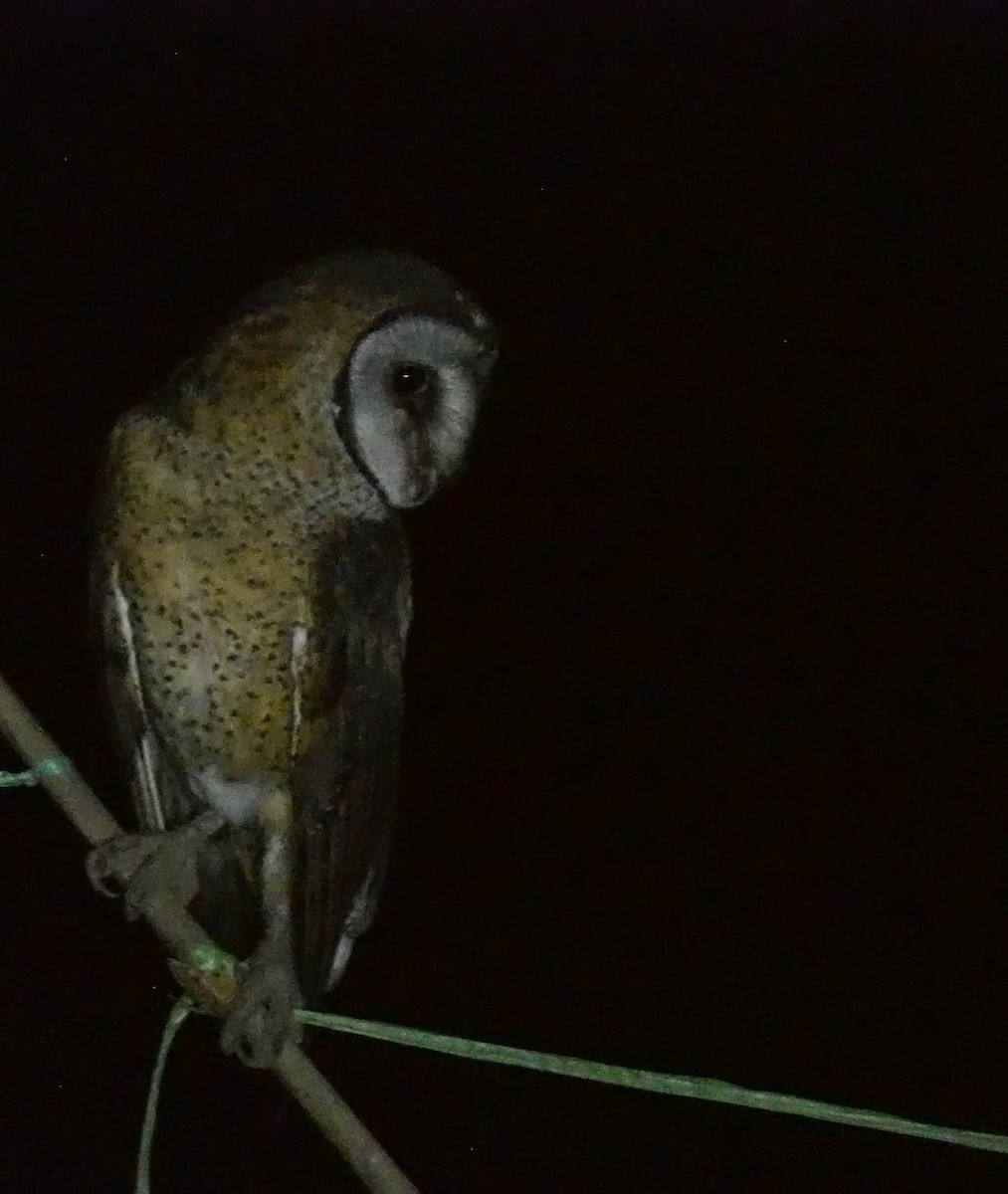 Sulawesi Masked-Owl - ML597250901