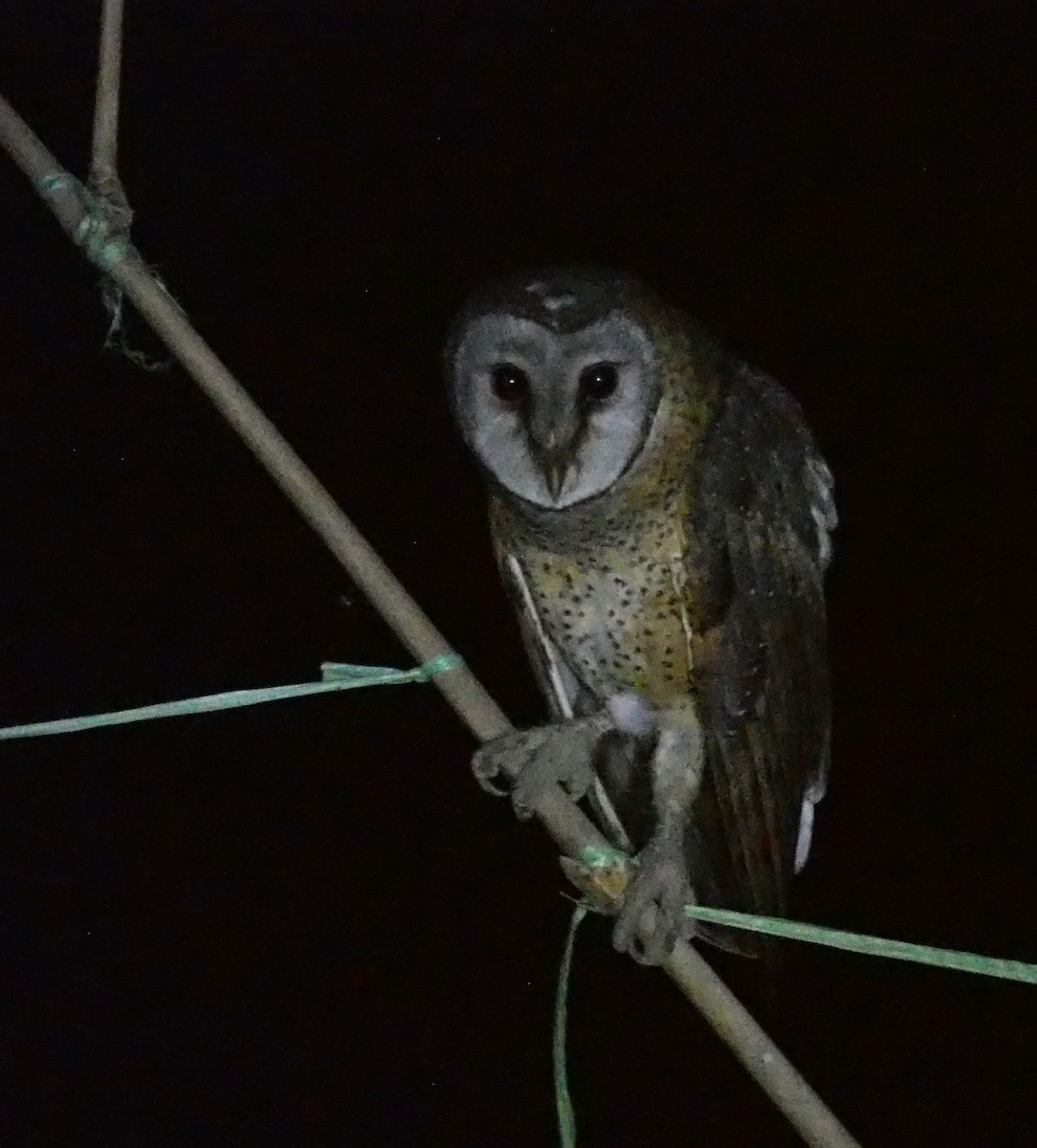 Sulawesi Masked-Owl - ML597250911