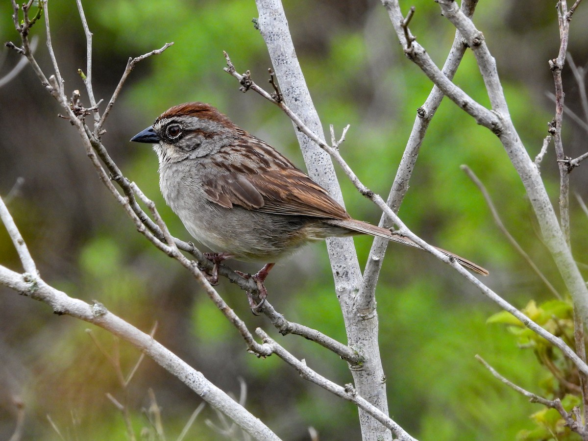 Oaxaca Sparrow - ML597253821