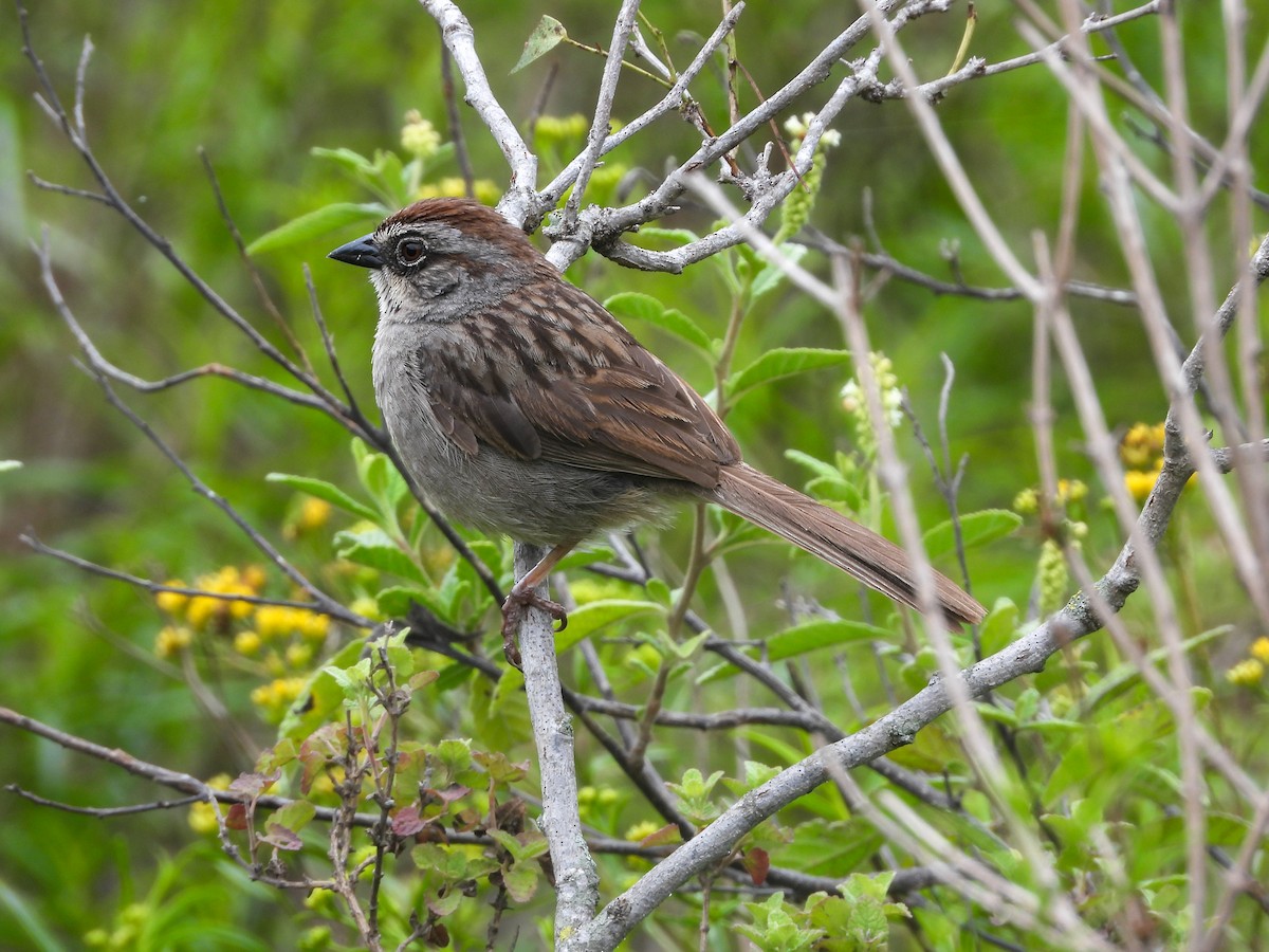 Oaxaca Sparrow - Osvaldo Balderas San Miguel