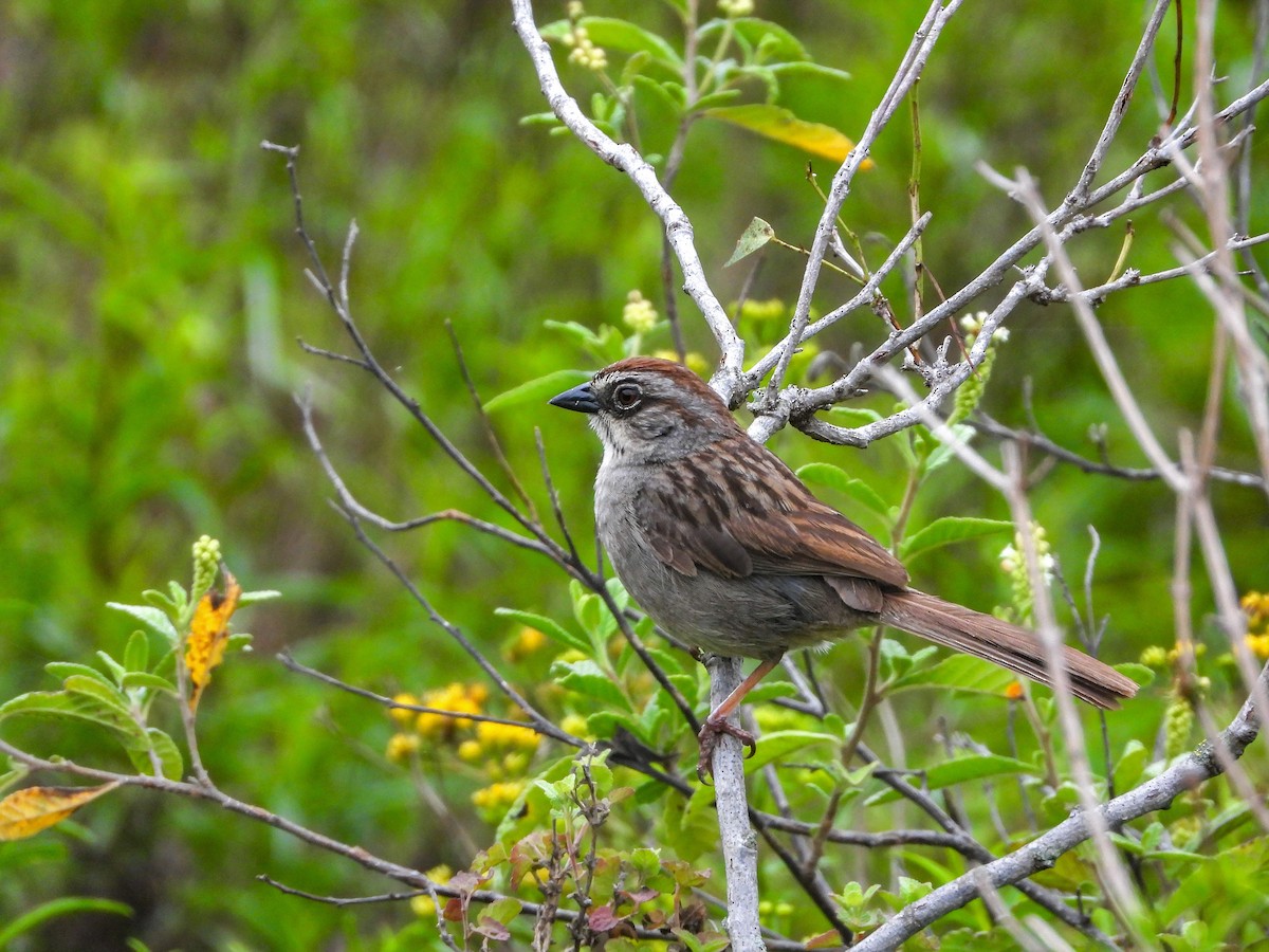 Oaxaca Sparrow - ML597253951