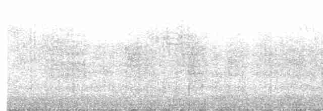 kachnovec vlnkovaný - ML597256661