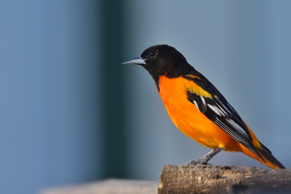 Baltimore Oriole - Marky Mutchler