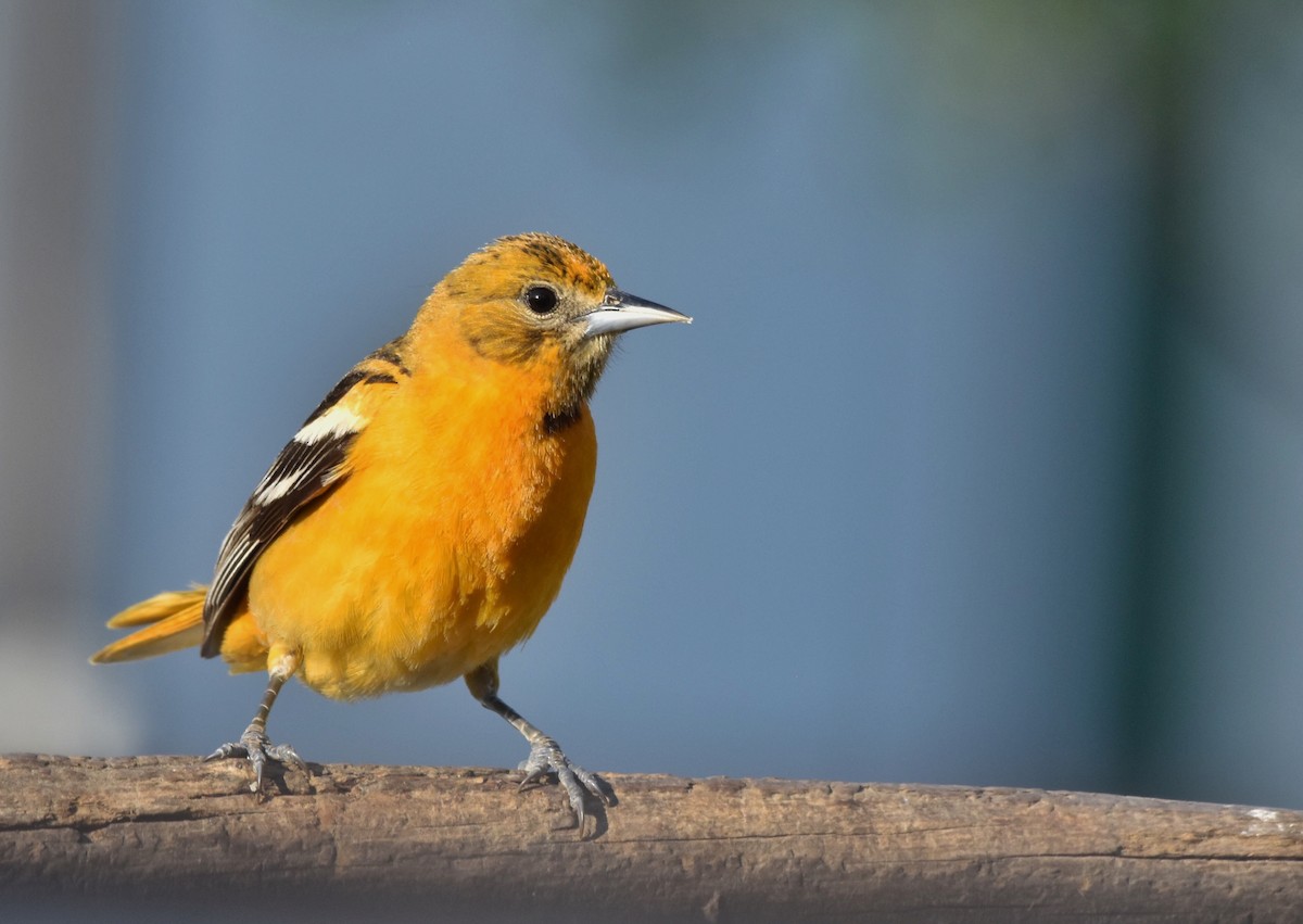 Baltimore Oriole - ML59725721