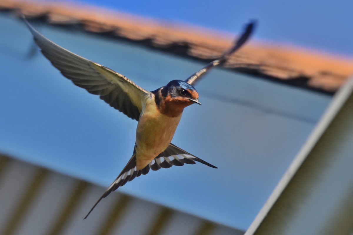 Barn Swallow - Marky Mutchler