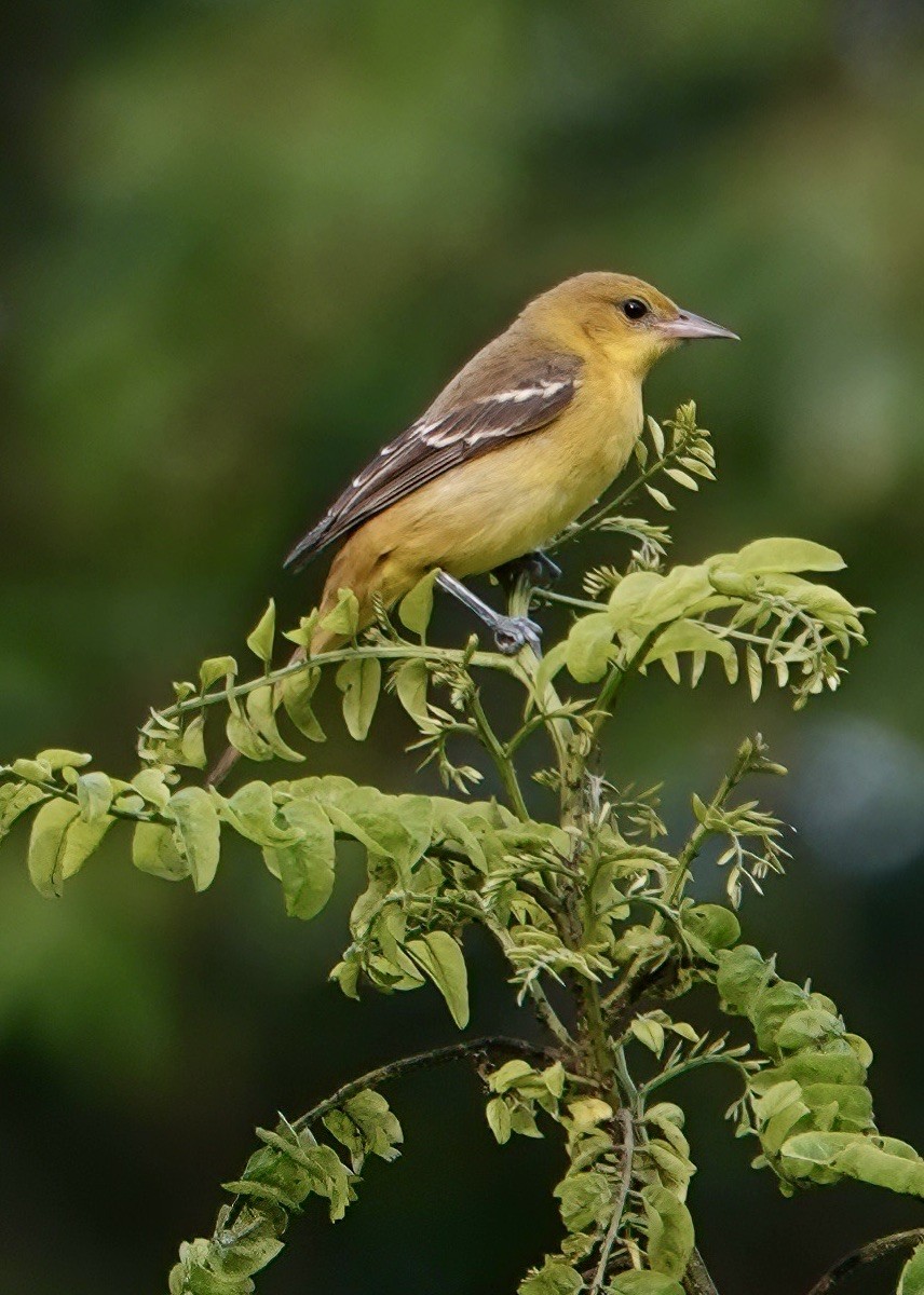 Orchard Oriole - ML597259501