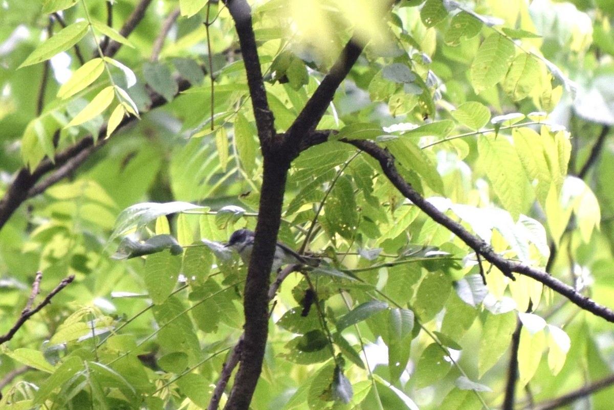 Cerulean Warbler - ML59726411