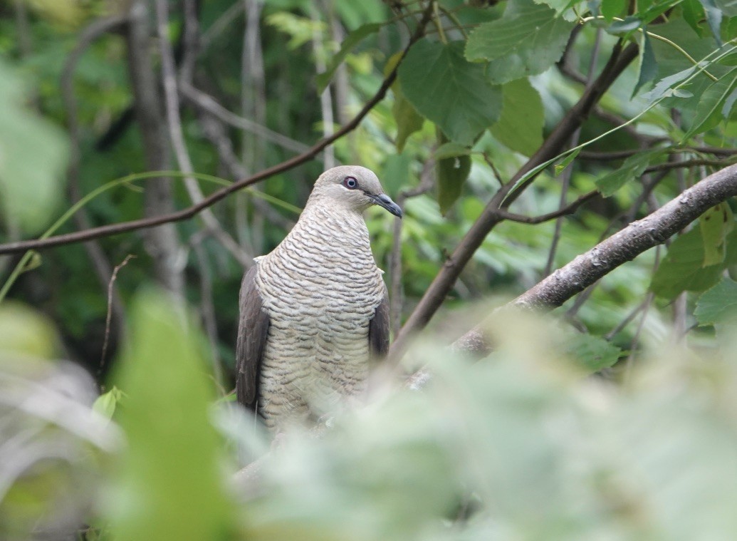 Flores Sea Cuckoo-Dove - ML597264391