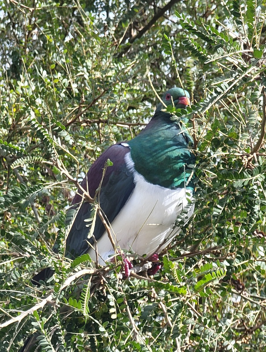 New Zealand Pigeon - ML597271611