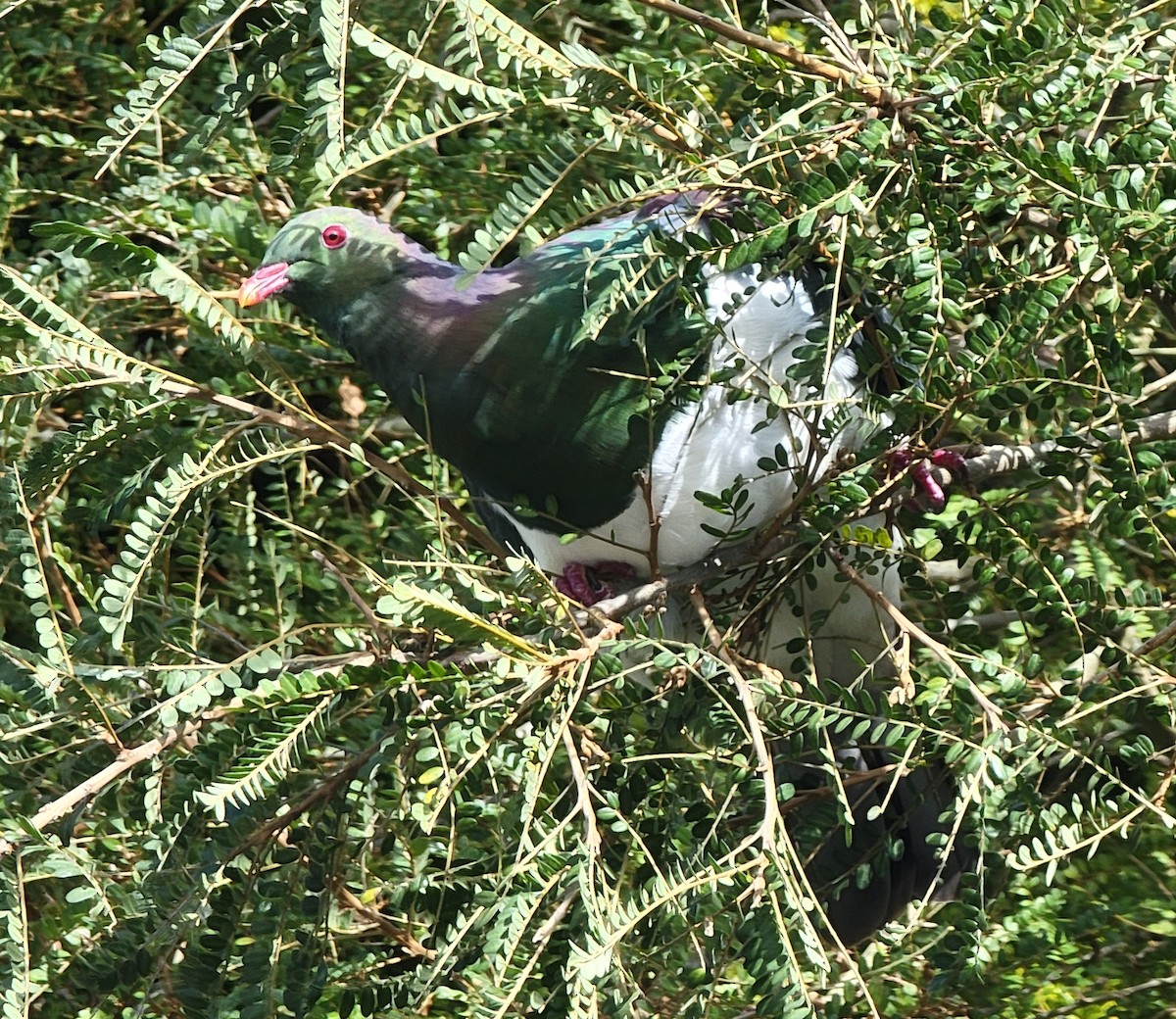 New Zealand Pigeon - ML597271631