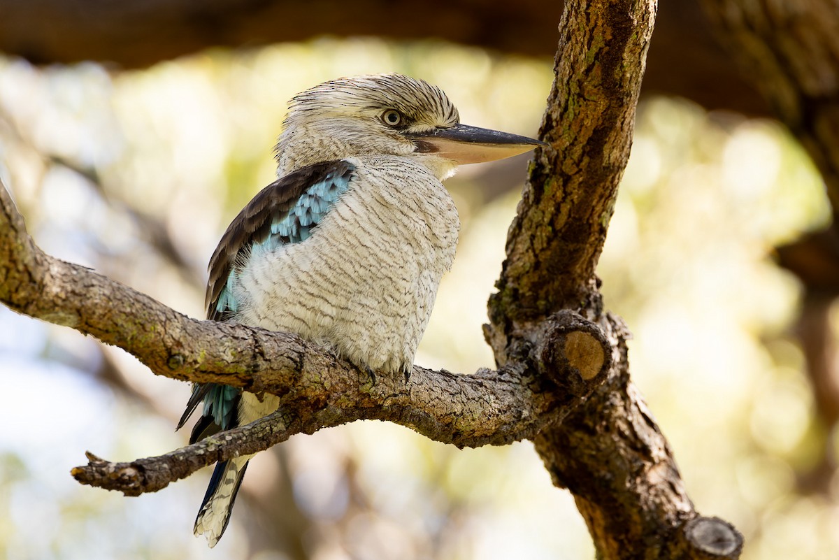 Blue-winged Kookaburra - Steve Popple