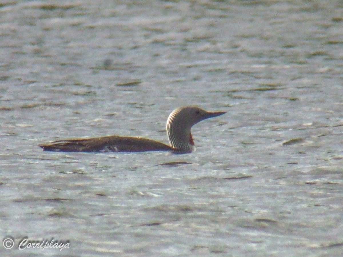 Red-throated Loon - ML597273181