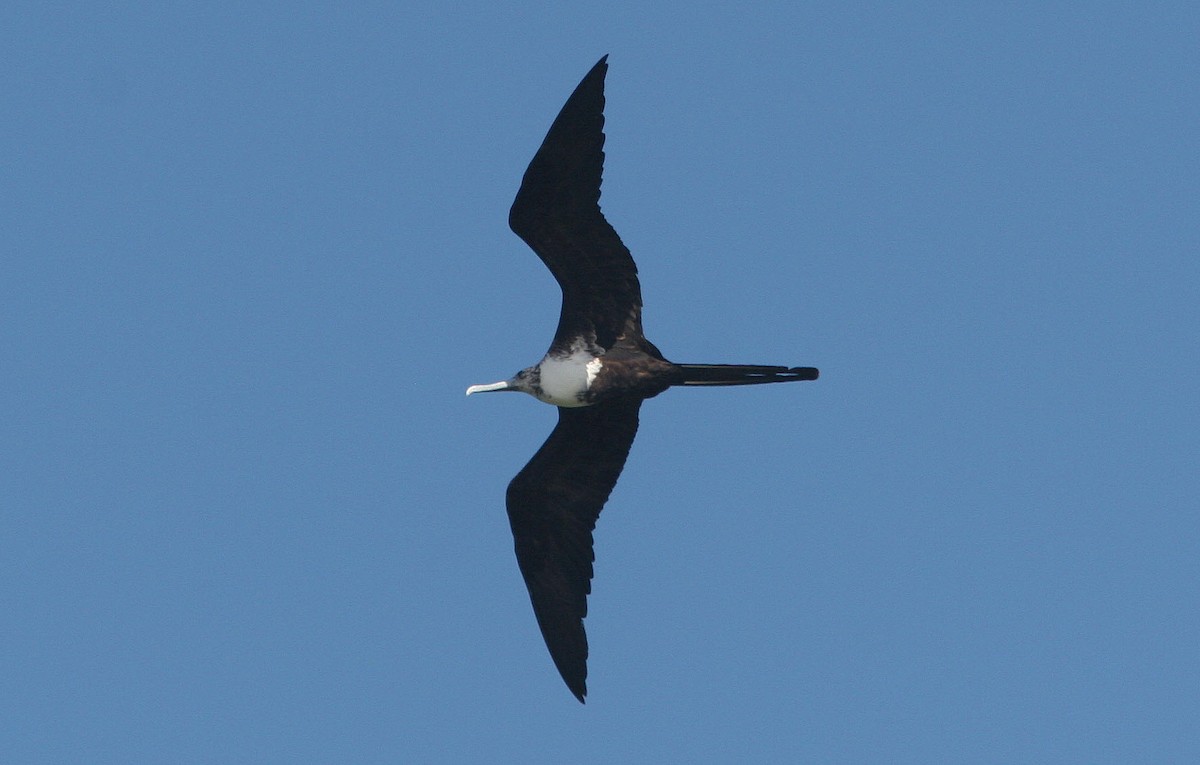 Magnificent Frigatebird - ML59727411