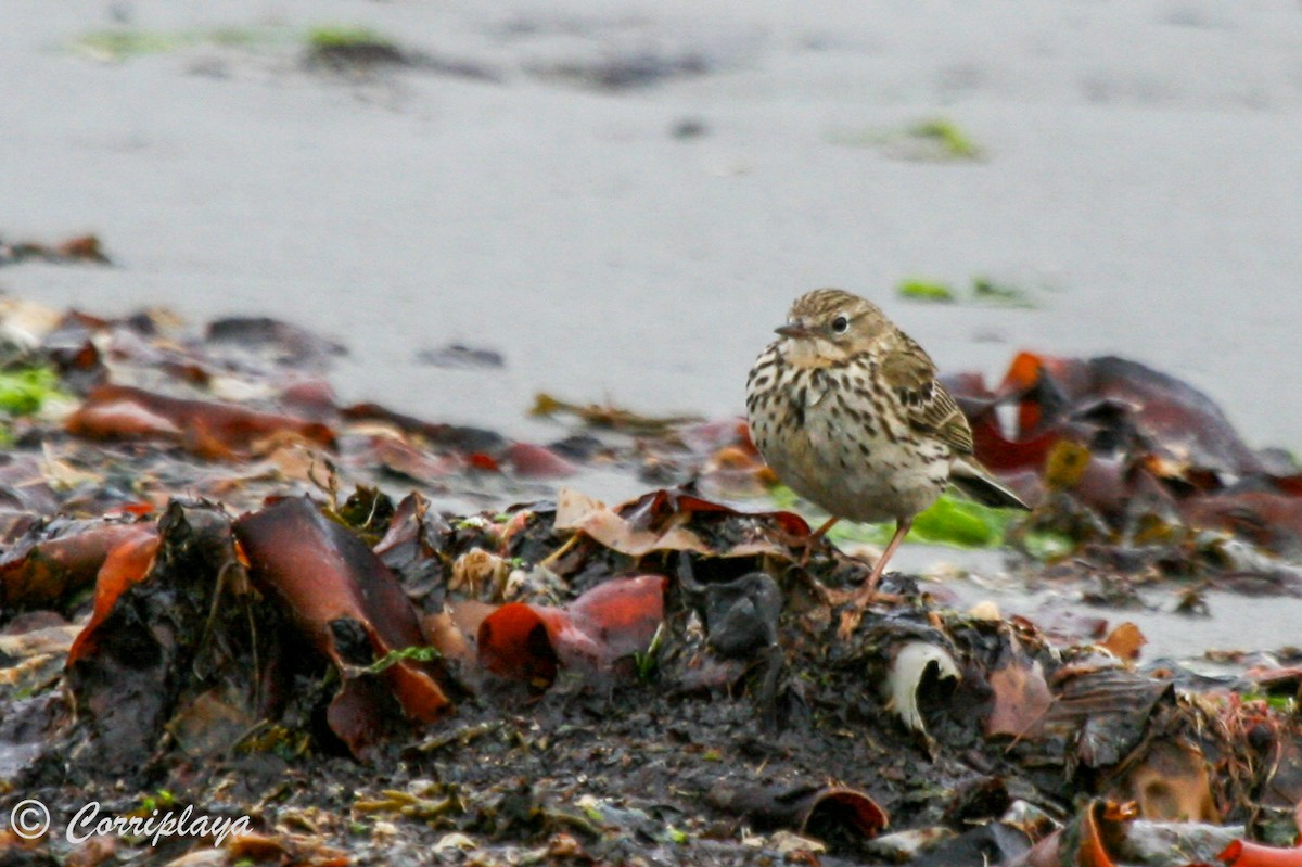 Meadow Pipit - ML597276481
