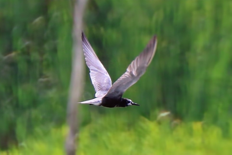 Black Tern - Phil Mills
