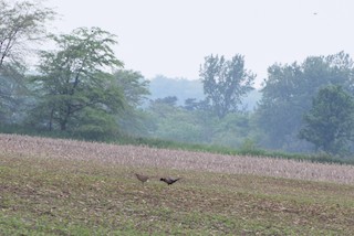 Ring-necked Pheasant, ML59727721