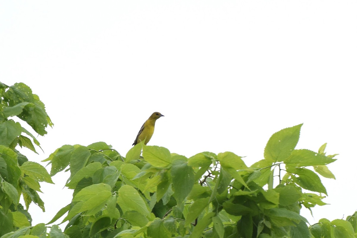 Orchard Oriole - ML59727951