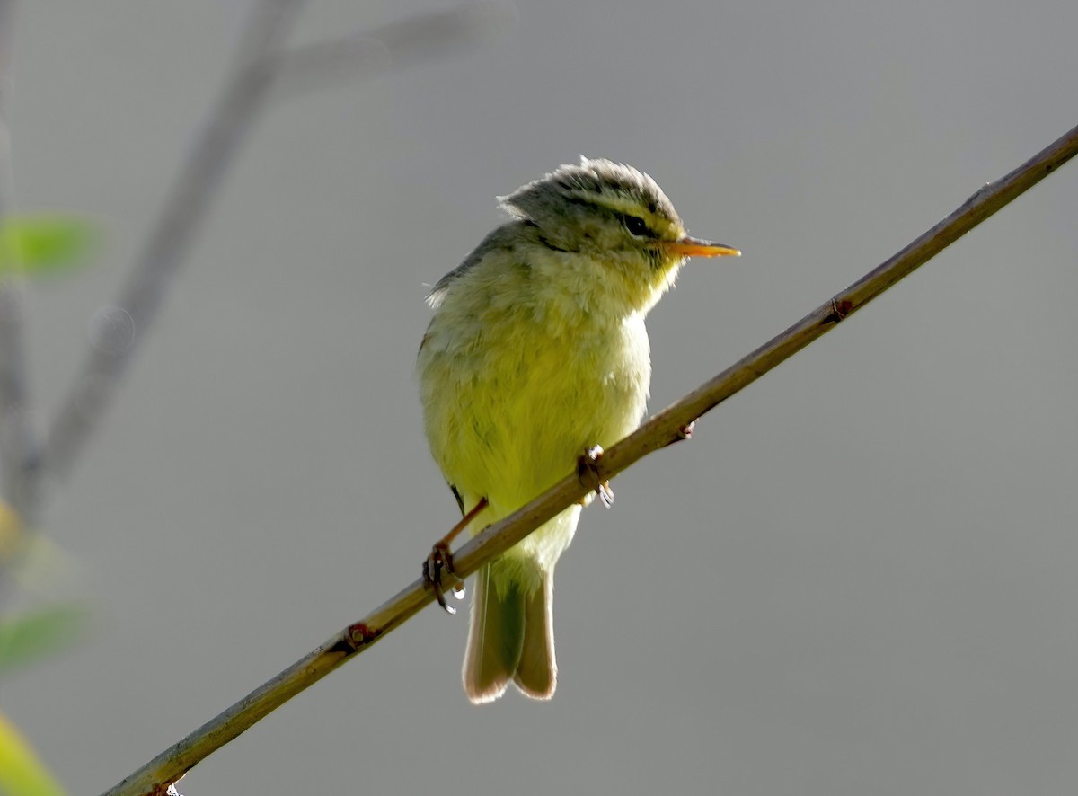 Tickell's Leaf Warbler - Sudip Simha