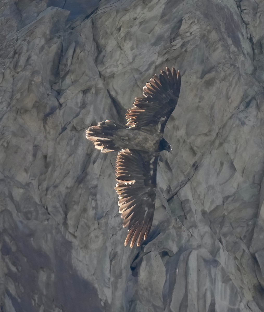 Bearded Vulture - Sudip Simha