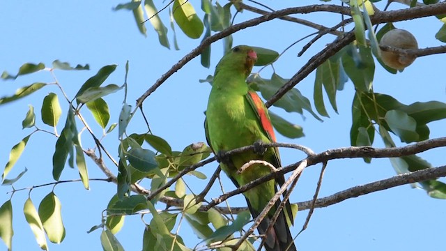 Папужець-червонокрил австралійський - ML597284081