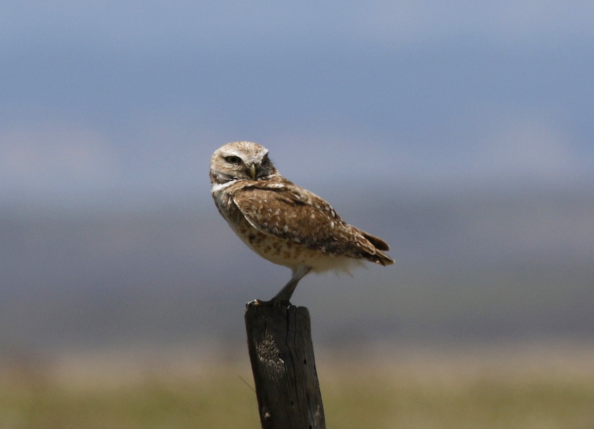Burrowing Owl - Bill Maynard