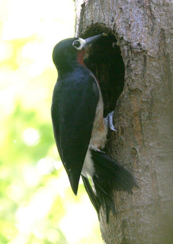 Puerto Rican Woodpecker - ML59728591