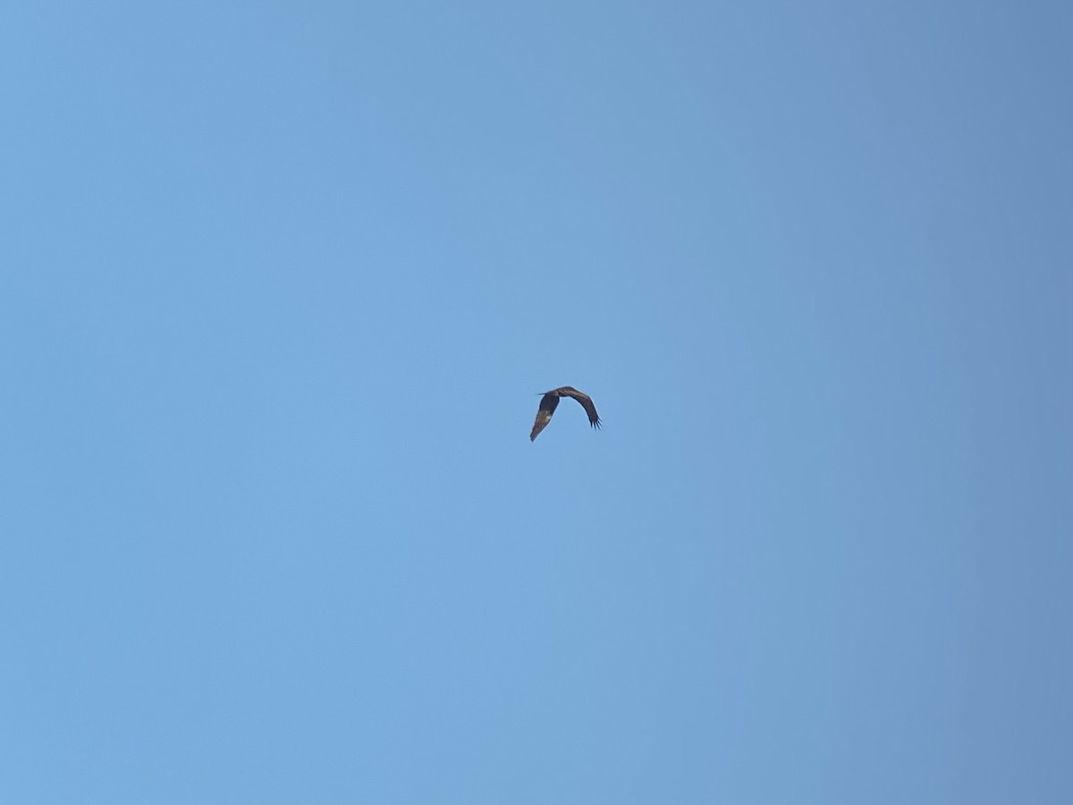 Black Kite - ML597293231