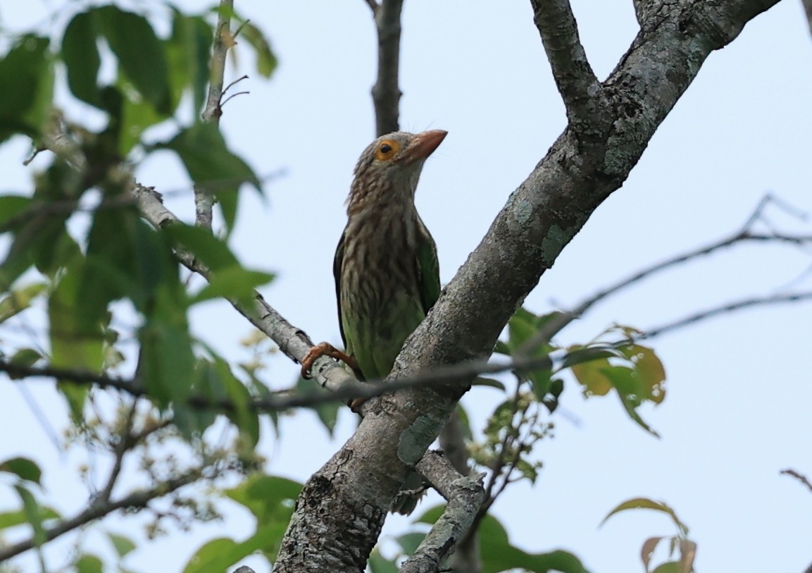 Lineated Barbet - ML597293851
