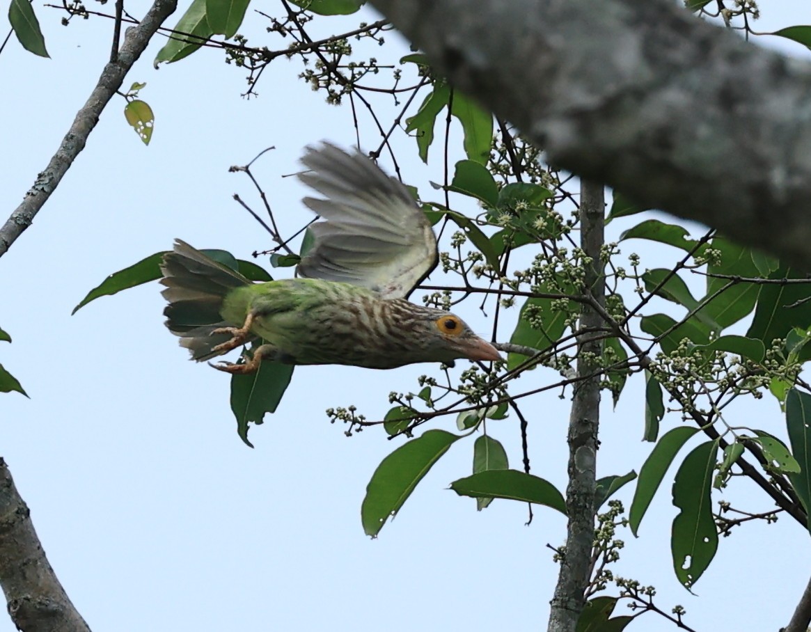 Lineated Barbet - ML597293871