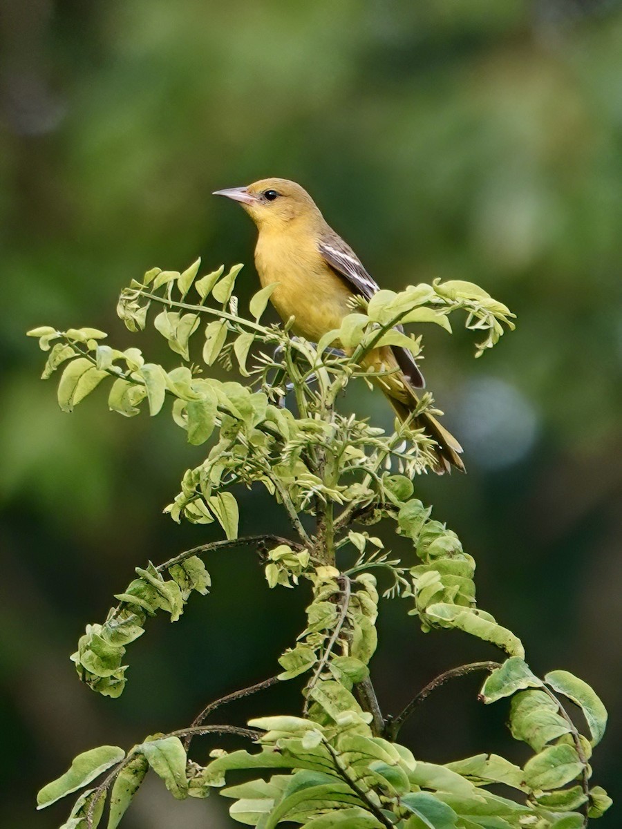 Orchard Oriole - ML597295481