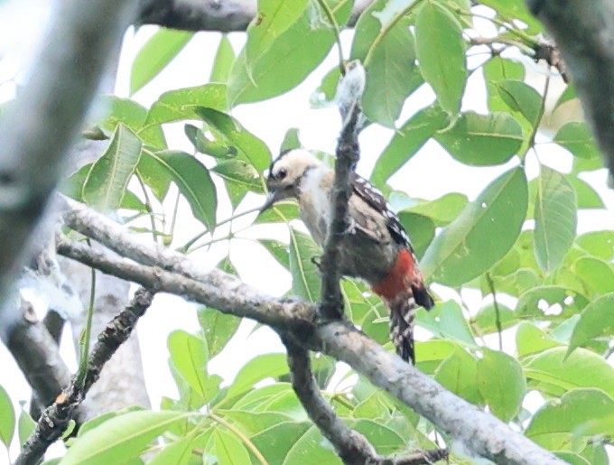 Fulvous-breasted Woodpecker - ML597298451