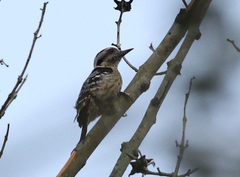 Gray-capped Pygmy Woodpecker - ML597298671