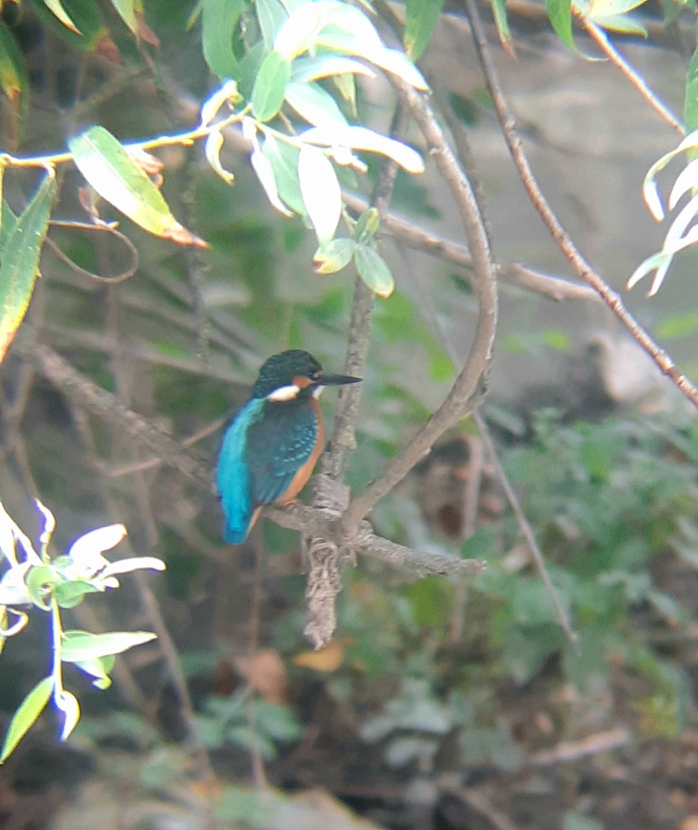 Common Kingfisher - ML597299761