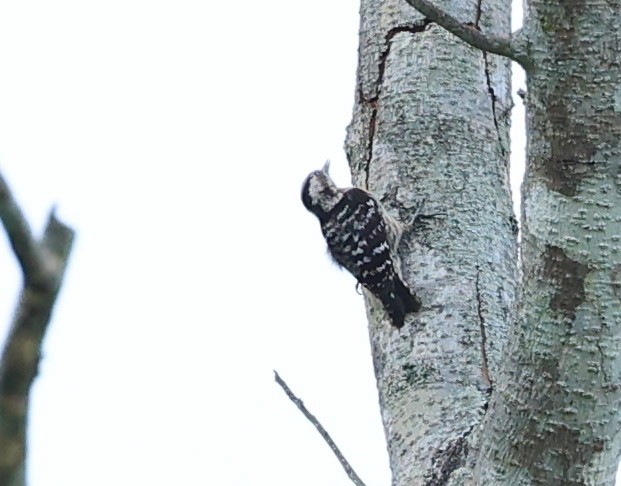 Gray-capped Pygmy Woodpecker - ML597299811
