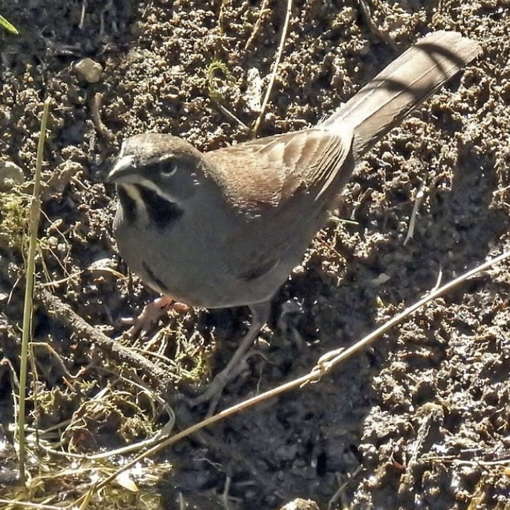 Five-striped Sparrow - ML597300071