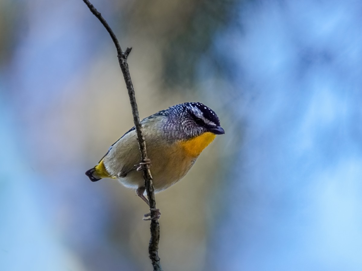 Spotted Pardalote - ML597305441