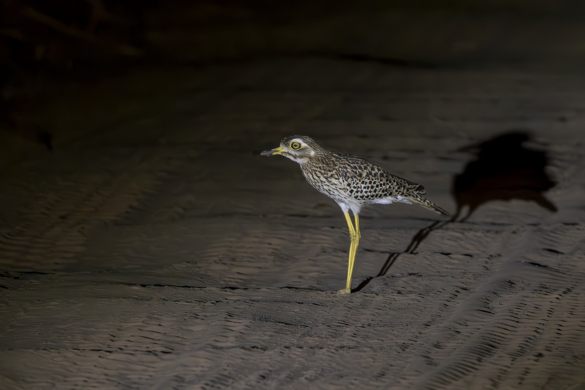 Spotted Thick-knee - ML597308451