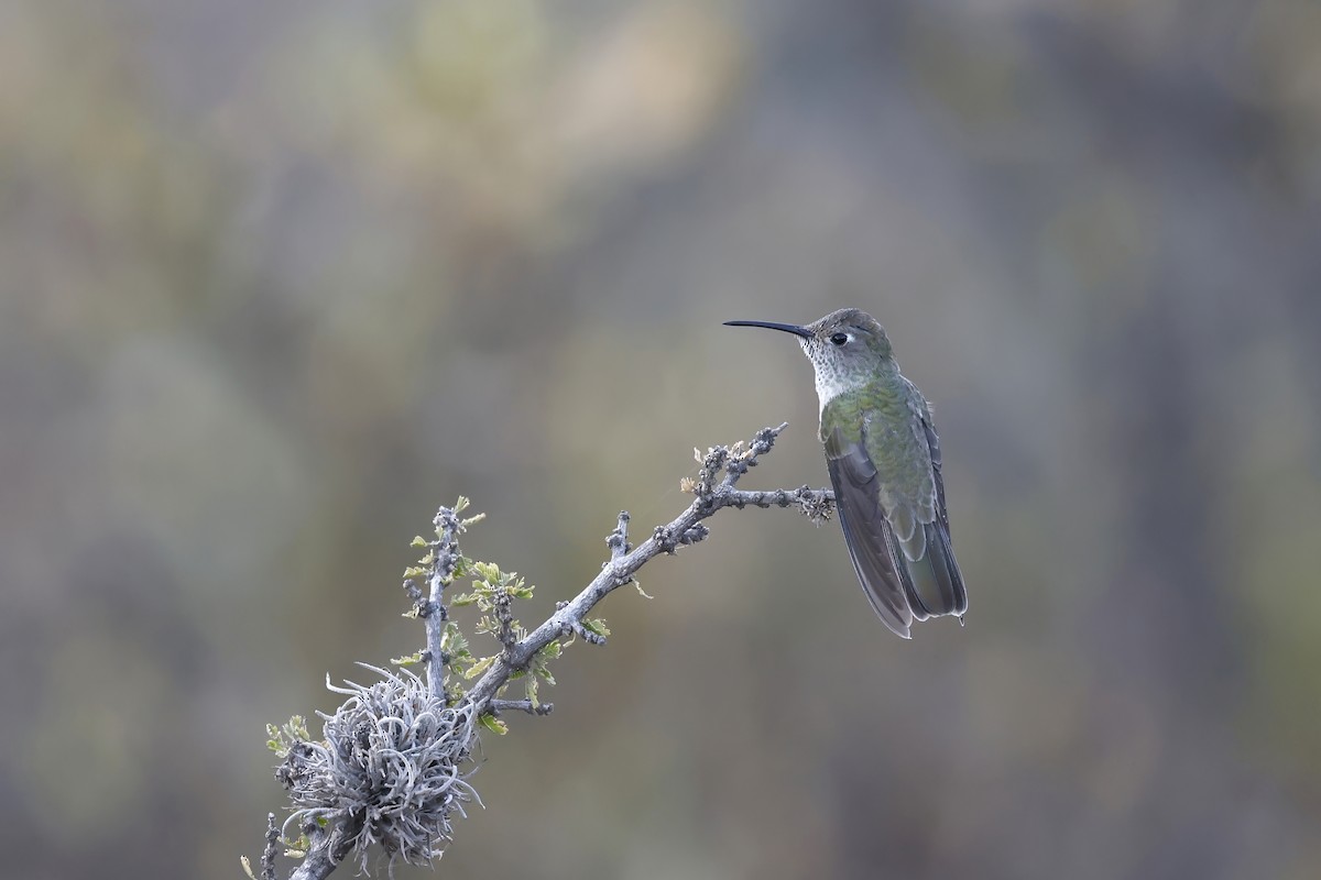 Spot-throated Hummingbird - ML597310391
