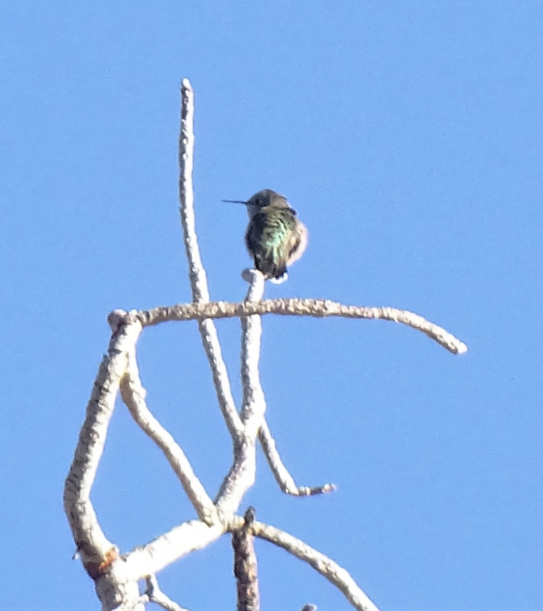 Calliope Hummingbird - ML597310801